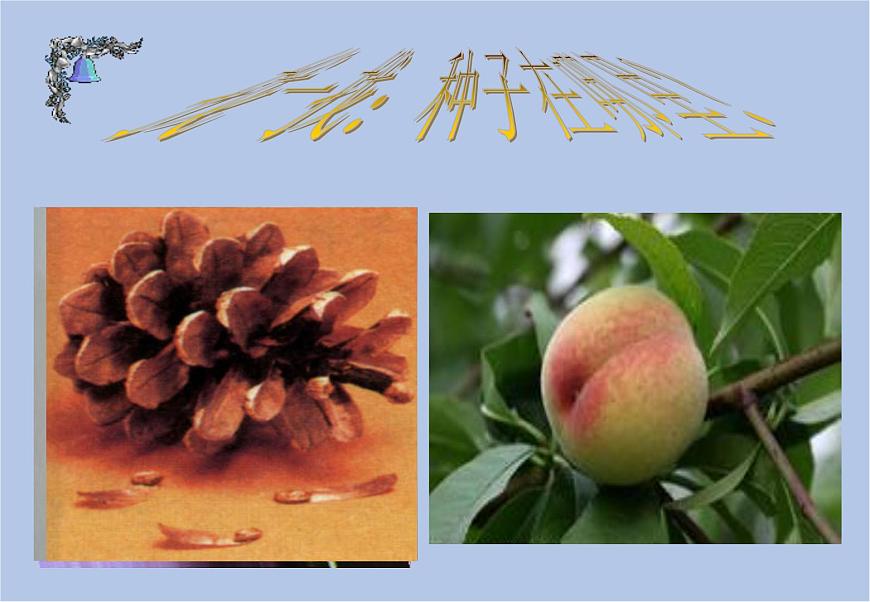 華師大7上個(gè)科學(xué)2.2 植物的主要類群 課件第7頁