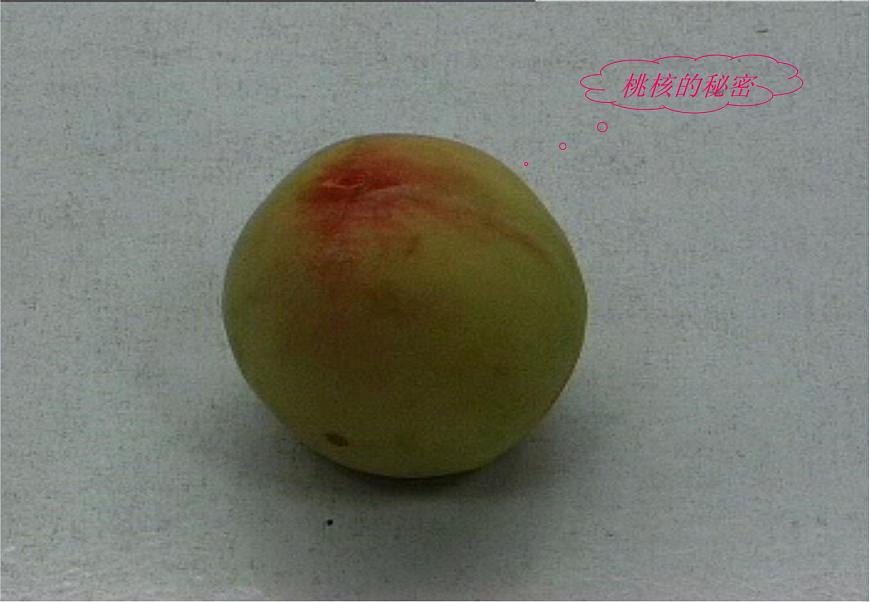 華師大7上個(gè)科學(xué)2.2 植物的主要類群 課件第8頁