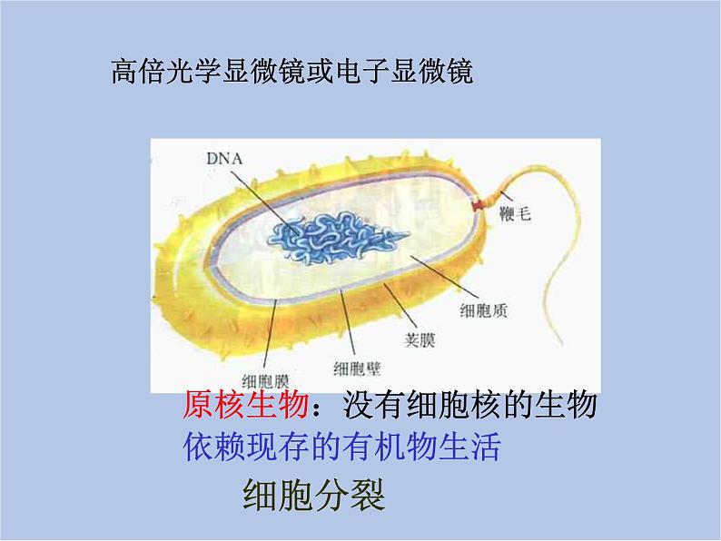 华师大7上个科学2.3 细菌和真菌 课件第3页