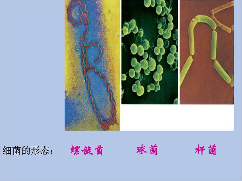 华师大7上个科学2.3 细菌和真菌 课件第4页