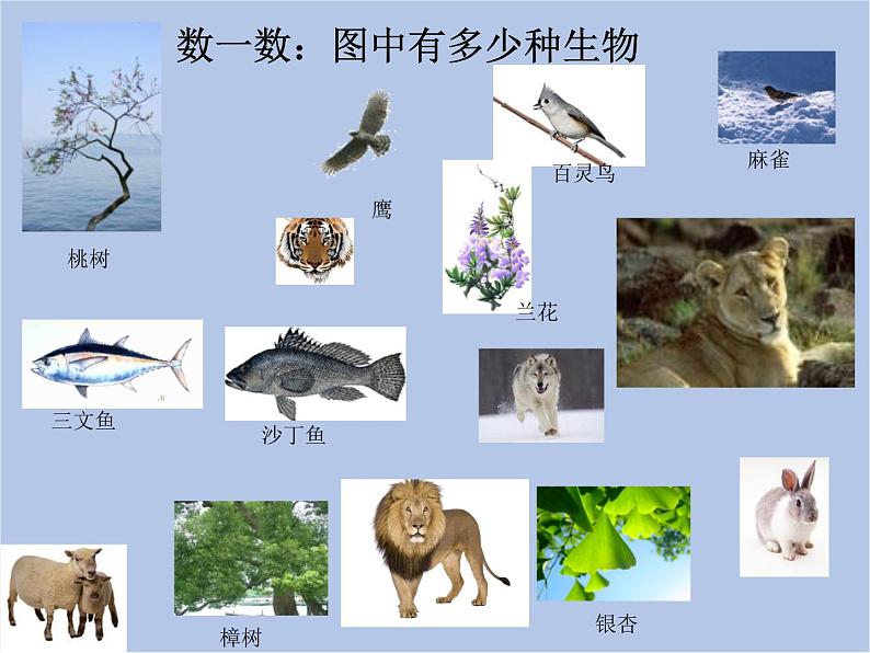 华师大7上个科学3.1 生物物种的多样性 课件04