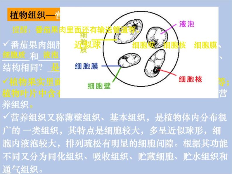 华师大7上个科学4.3 组织、器官和系统 课件04