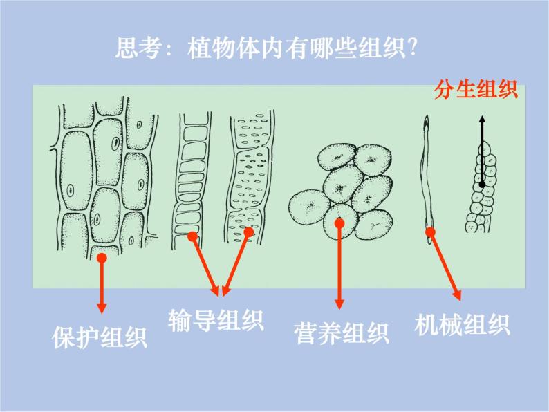 华师大7上个科学4.3 组织、器官和系统 课件06