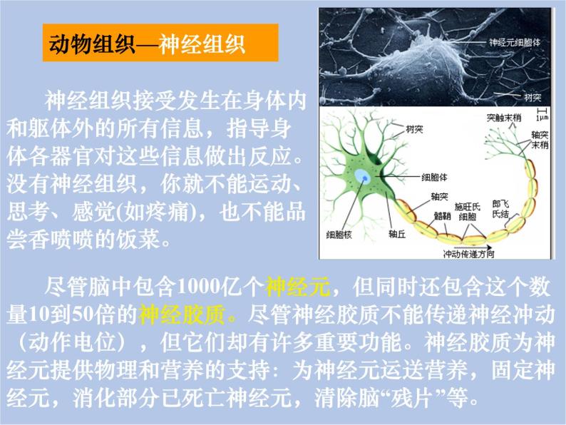 华师大7上个科学4.3 组织、器官和系统 课件08