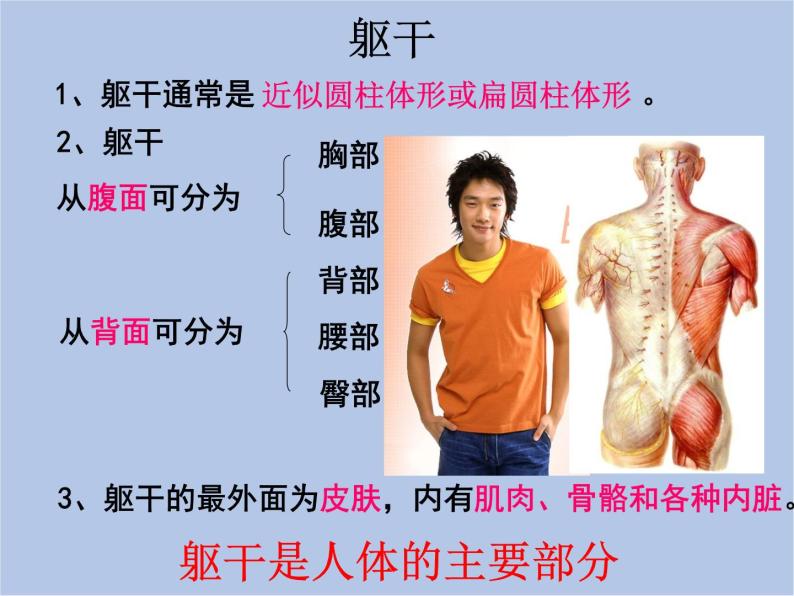 华师大7上个科学第4章 生物体的结构层次 复习课件06