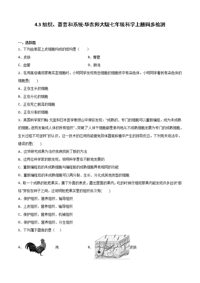 华师大科学七年级上册 4.3组织、器官和系统-同步习题(原卷版)01