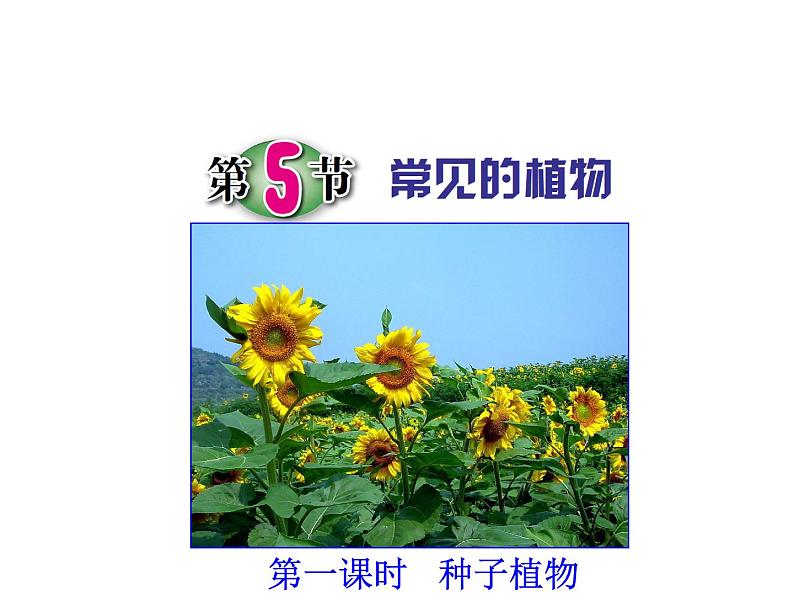 第5节 常见的植物(第1课时)第1页