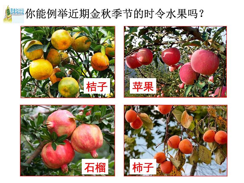 第5节 常见的植物(第1课时)第2页