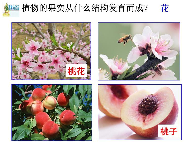 第5节 常见的植物(第1课时)第4页