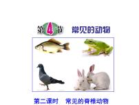 初中科学浙教版七年级上册第4节 常见的动物集体备课课件ppt