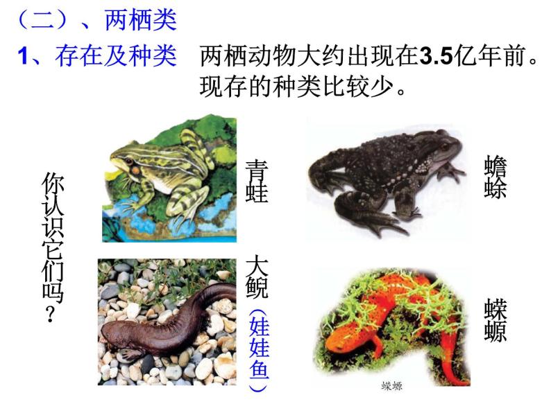 浙教版科学 七年级上册 第2章 第4节 常见的动物（第2课时） 课件04
