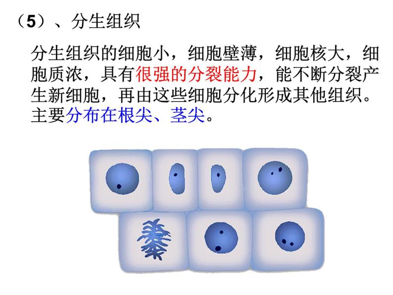 浙教版科学 七年级上册 第2章 第3节 生物体的结构层次（第2课时） 课件07