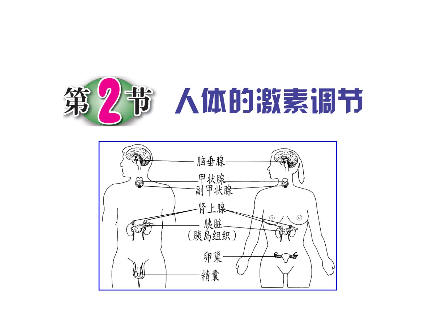 初中科学浙教版八年级上册第3章 生命活动的调节第2节 人体的激素调节多媒体教学ppt课件