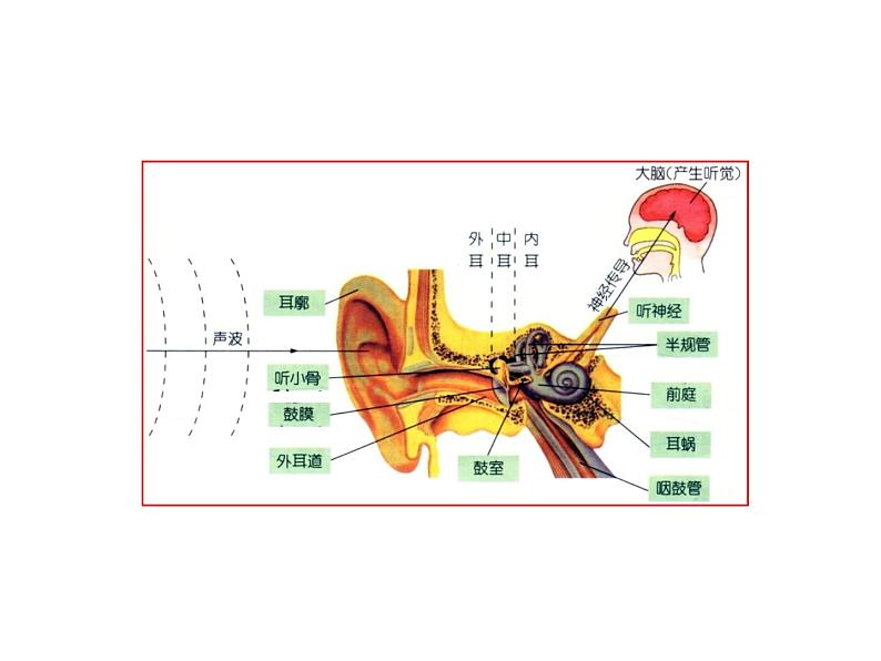 浙教版科学 七年级下册 第2章 第3节 耳和听觉(第1课时) 课件02