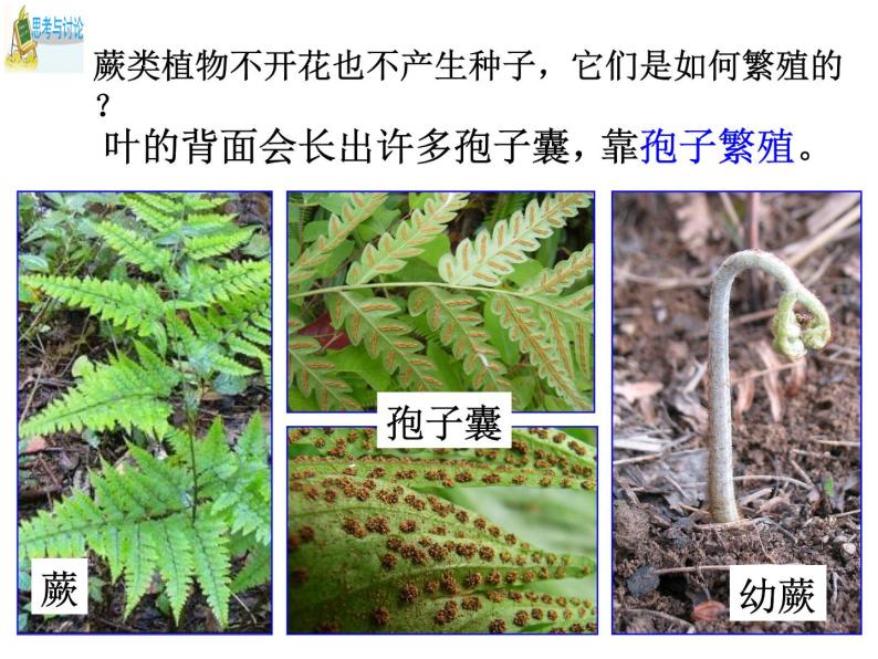 浙教版科学 七年级下册 第1章 第5节 植物生殖方式的多样性（第2课时） 课件03