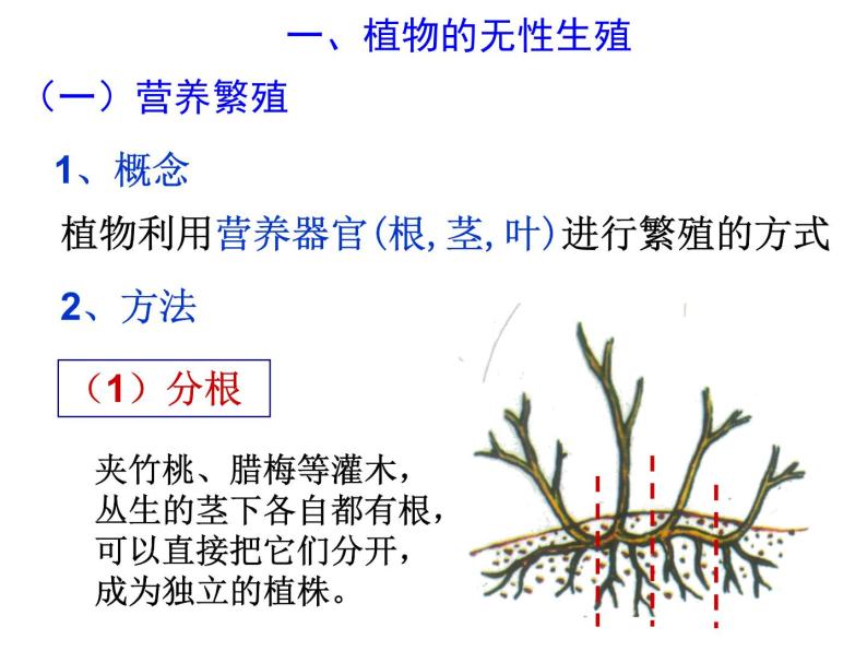 浙教版科学 七年级下册 第1章 第5节 植物生殖方式的多样性（第2课时） 课件06
