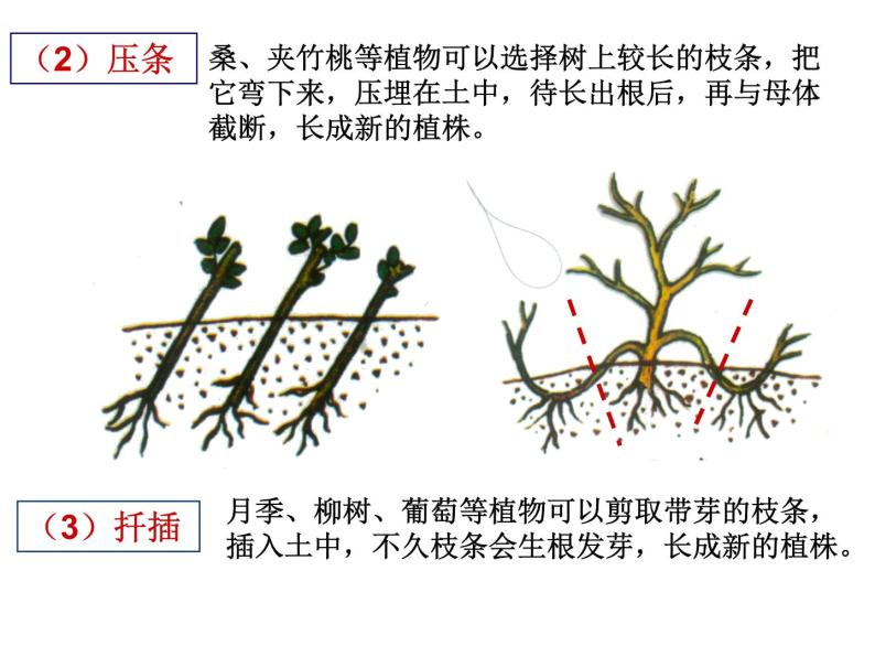 浙教版科学 七年级下册 第1章 第5节 植物生殖方式的多样性（第2课时） 课件07