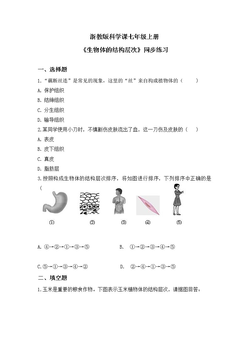 浙教版科学七年级上2.3《生物体的结构层次》课件+教案+同步练习01