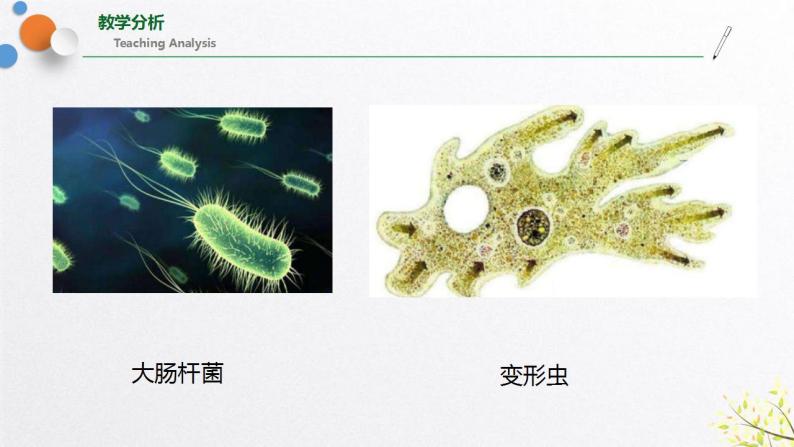 浙教版七上科学2.6 物种的多样性 课件04