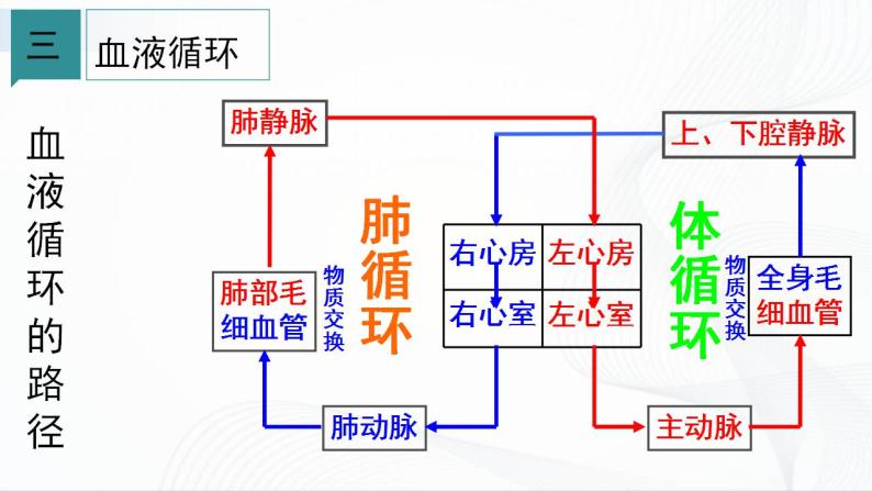 浙教版九上科学 4.3  体内物质的运输（二）课件04