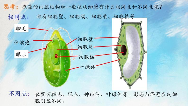 浙教版7上科学 2.6 物种的多样性 课件05