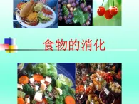 牛津上海版科学七年级上册 10.2.2食物的消化 课件PPT