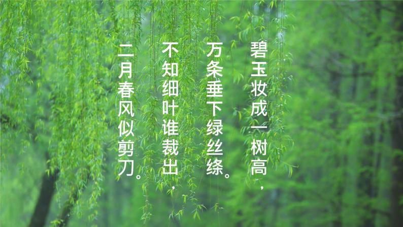华师大版科学八上 4.1.2 绿色开花植物的营养器官（二） 课件PPT+视频02