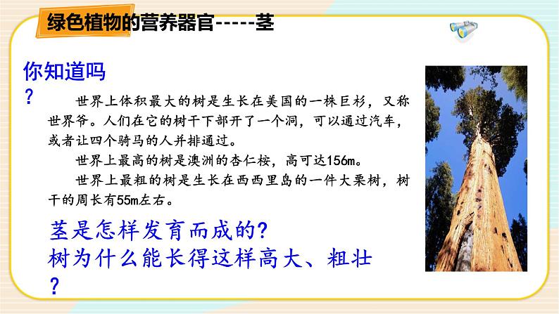 华师大版科学八上 4.1.2 绿色开花植物的营养器官(二) 课件PPT+视频03