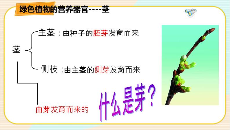 华师大版科学八上 4.1.2 绿色开花植物的营养器官(二) 课件PPT+视频04