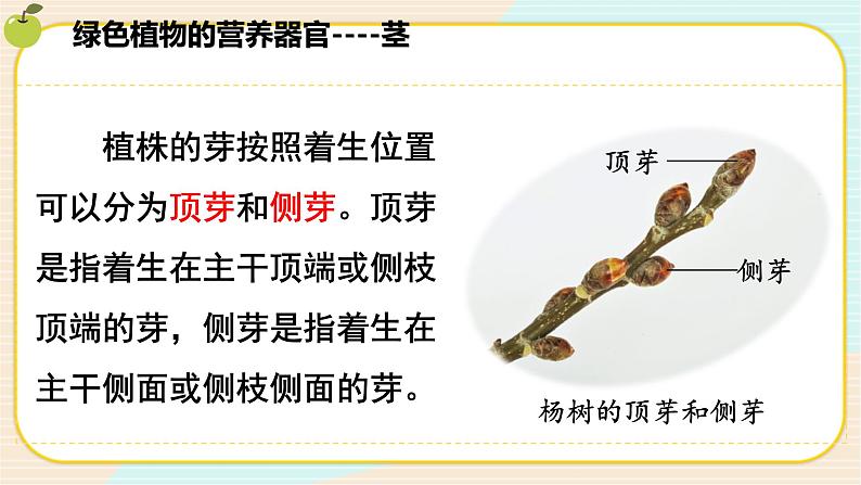 华师大版科学八上 4.1.2 绿色开花植物的营养器官(二) 课件PPT+视频05