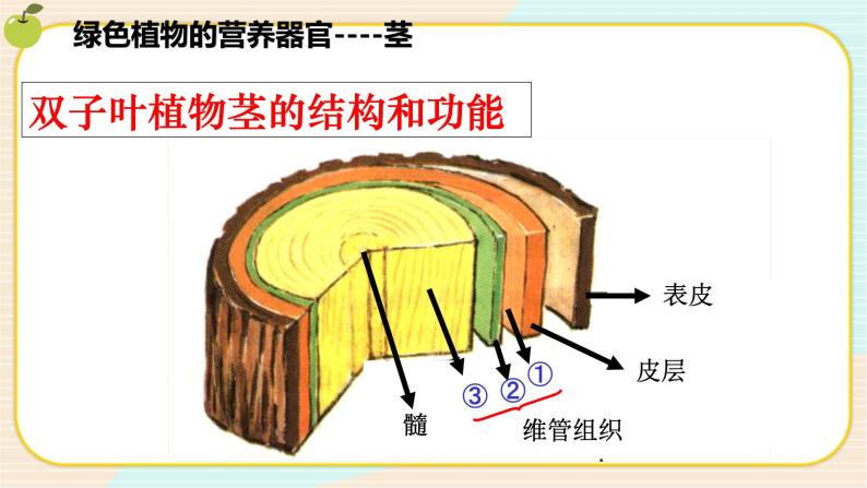 华师大版科学八上 4.1.2 绿色开花植物的营养器官（二） 课件PPT+视频08