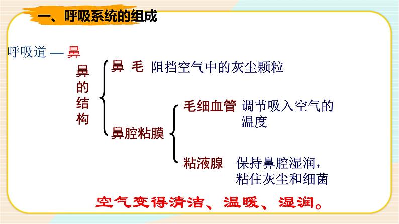 华师大版科学八上 5.2 人体的呼吸 课件PPT+视频04