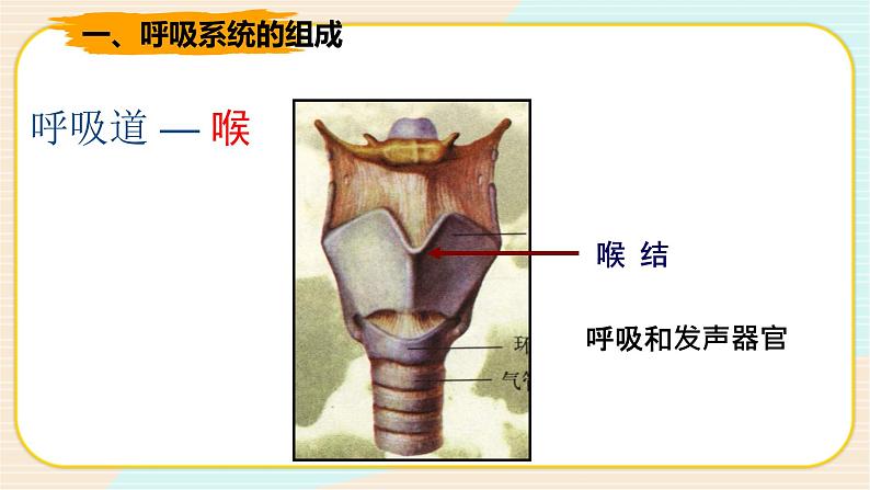 华师大版科学八上 5.2 人体的呼吸 课件PPT+视频07