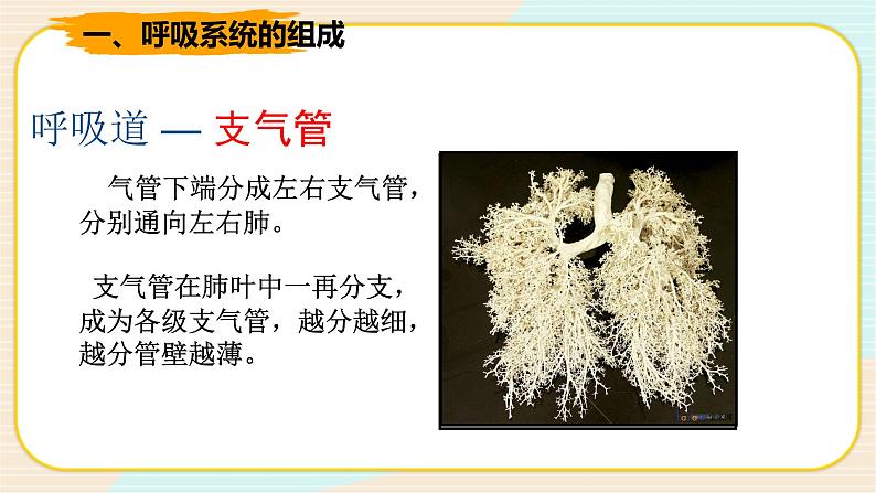 华师大版科学八上 5.2 人体的呼吸 课件PPT+视频08