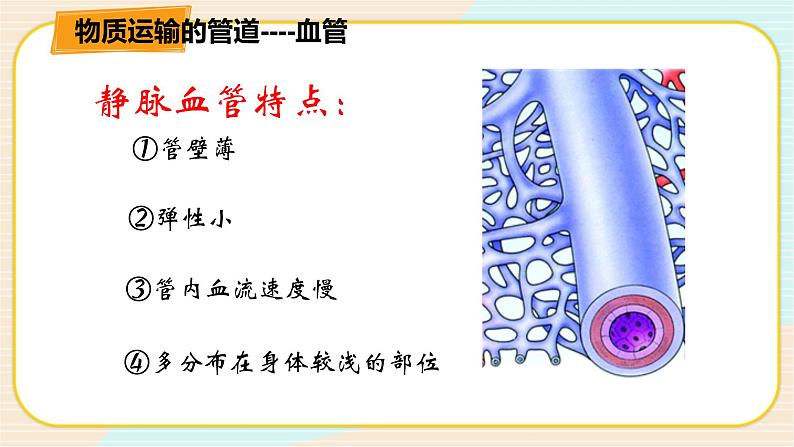华师大版科学八上 5.3.1人体内的物质运输 课件PPT06