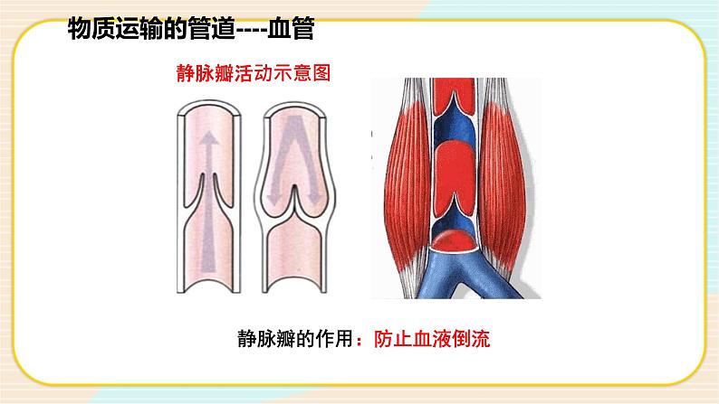 华师大版科学八上 5.3.1人体内的物质运输 课件PPT07