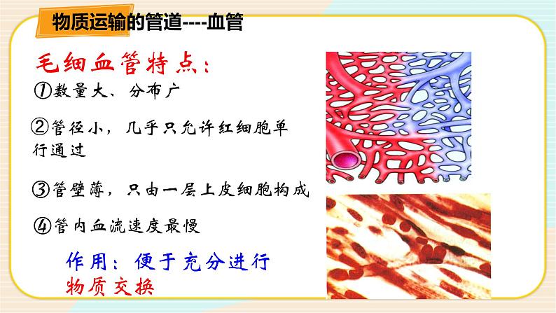 华师大版科学八上 5.3.1人体内的物质运输 课件PPT08