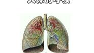 初中科学华师大版八年级上册2 人体的呼吸复习ppt课件