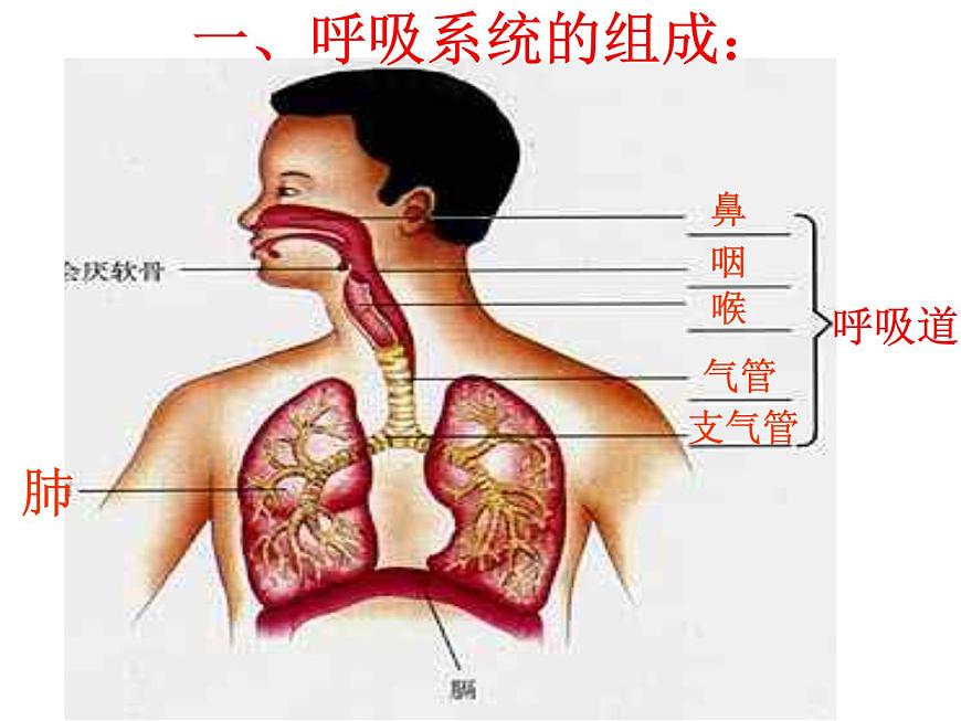 人體的呼吸復(fù)習(xí)課件第2頁