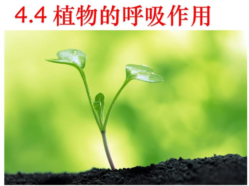 华中师大版八上科学 4.4植物的光合作用和呼吸作用 课件01