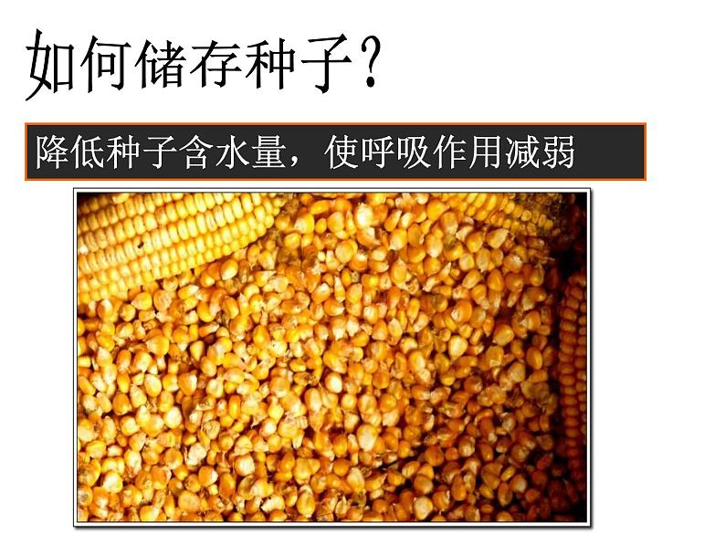 华中师大版八上科学 4.4植物的光合作用和呼吸作用 课件第7页