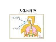 华中师大版八上科学 5.2人体的呼吸 课件