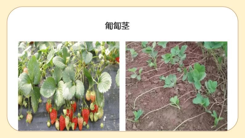 浙教版科学 八年级下册 4.4  植物的茎与物质运输 （课件+练习）04
