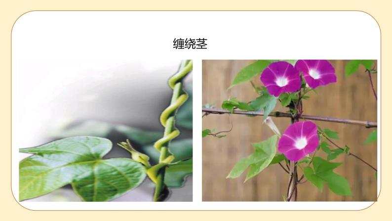 浙教版科学 八年级下册 4.4  植物的茎与物质运输 （课件+练习）05