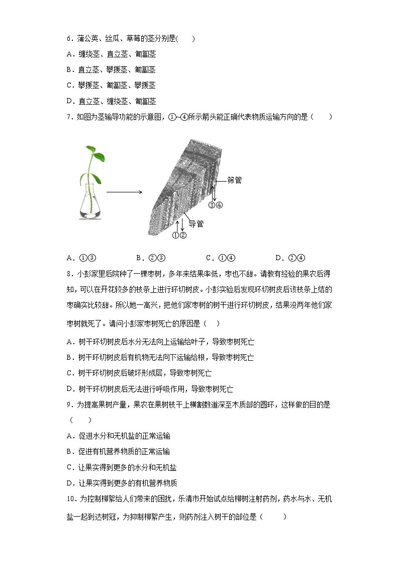 浙教版科学 八年级下册 4.4  植物的茎与物质运输 （课件+练习）02