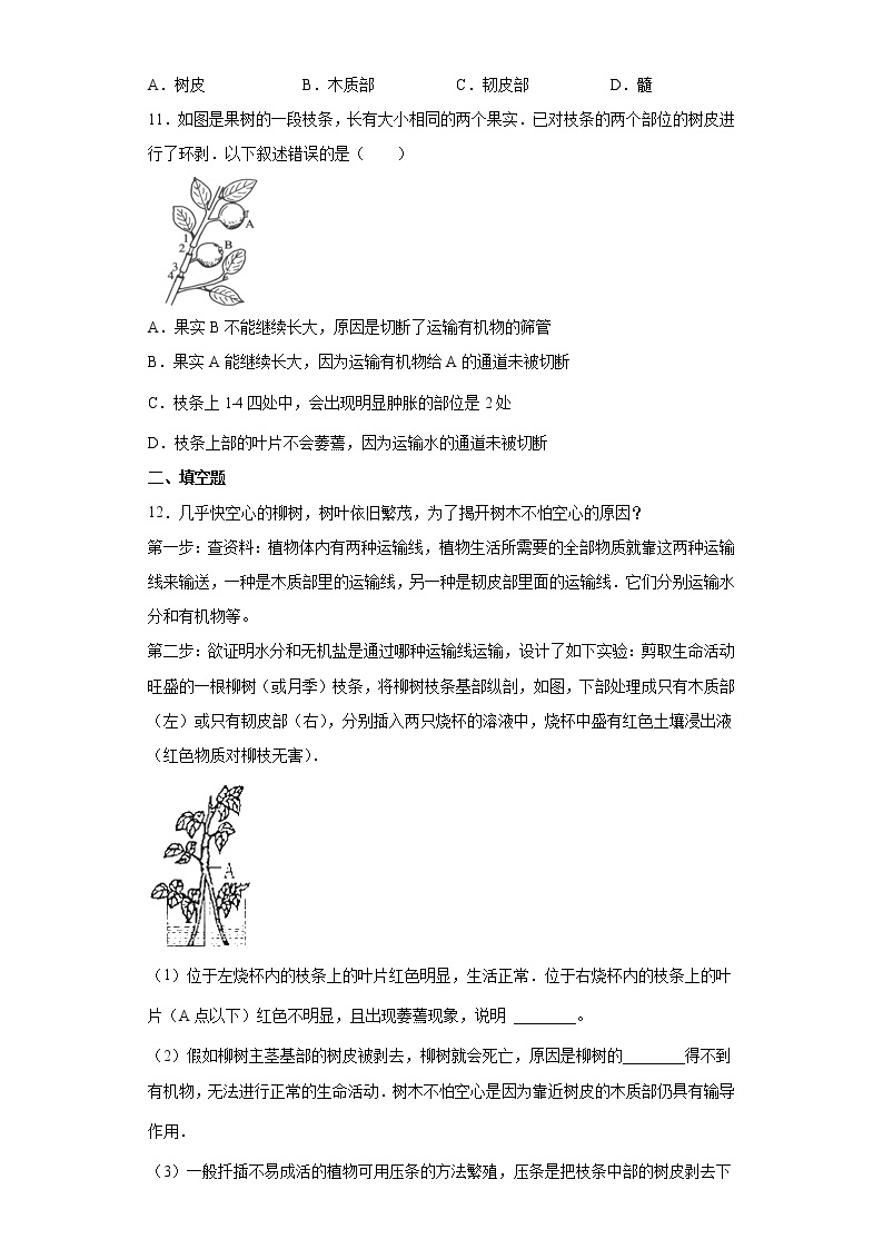 浙教版科学 八年级下册 4.4  植物的茎与物质运输 （课件+练习）03