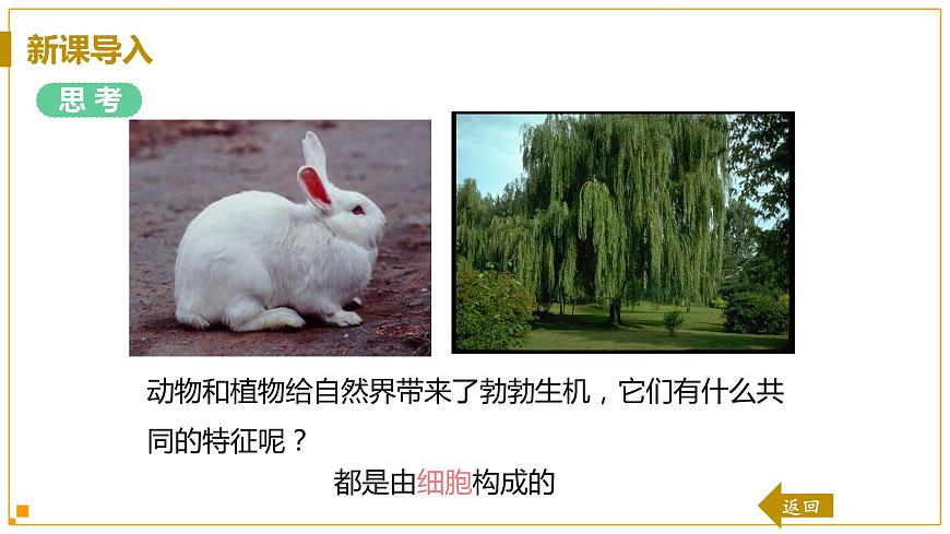 第2節(jié)  細(xì)胞第4頁(yè)