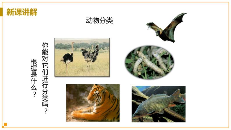 浙教版科学7年级上册 第2章 第4节  常见的动物 PPT课件+教案+习题06