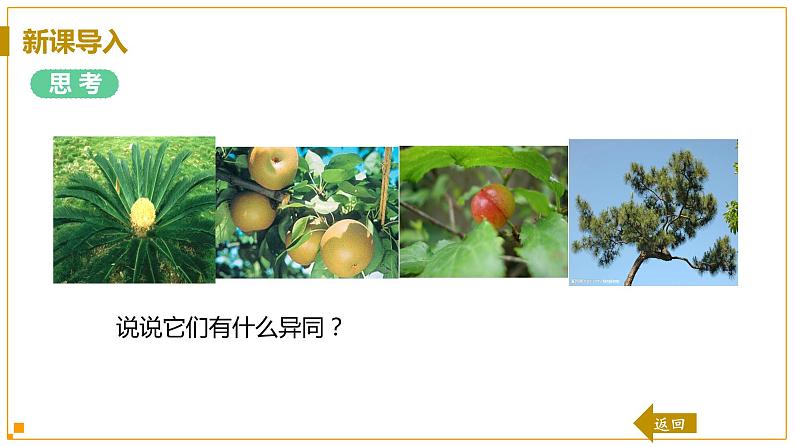 浙教版科学7年级上册 第2章 第5节 常见的植物 PPT课件+教案+习题04