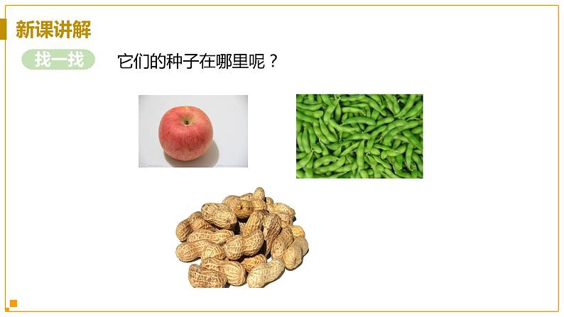 浙教版科学7年级上册 第2章 第5节 常见的植物 PPT课件+教案+习题06